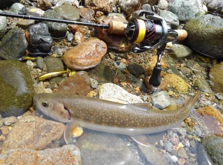 九頭竜川水系でイワナ釣り